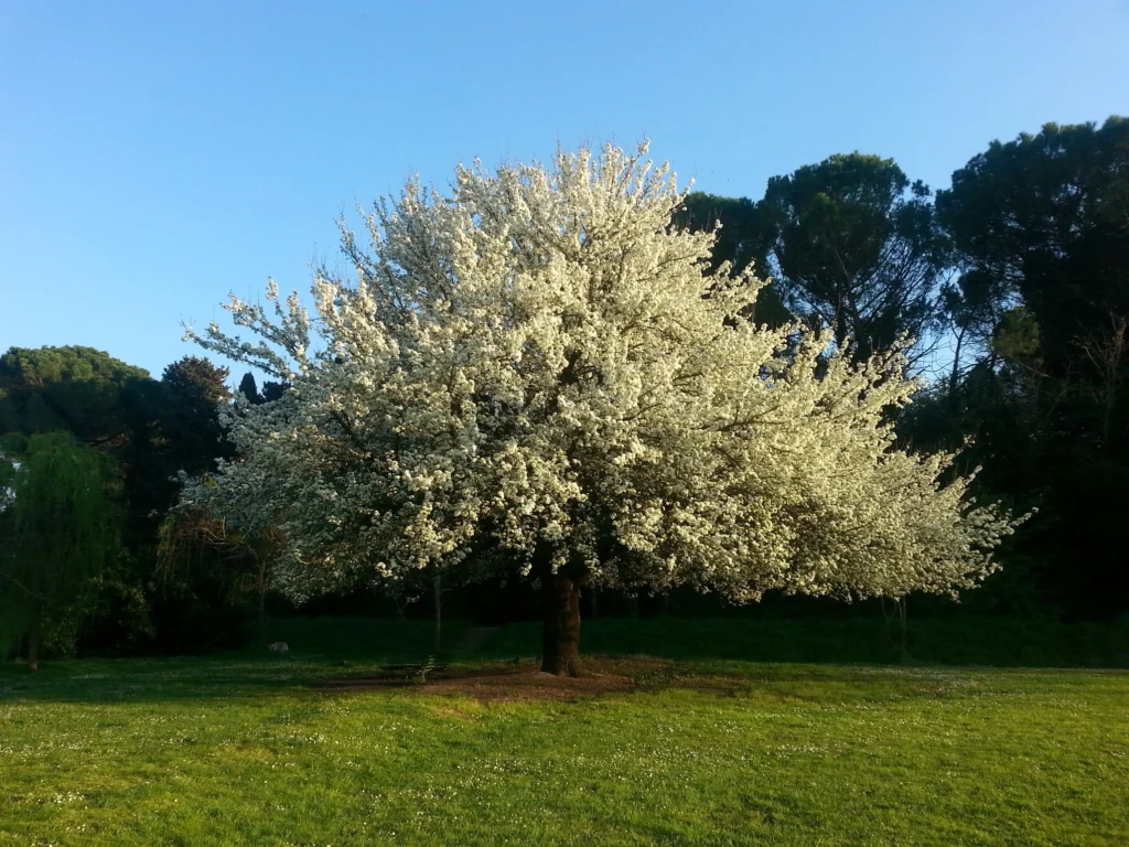 albero