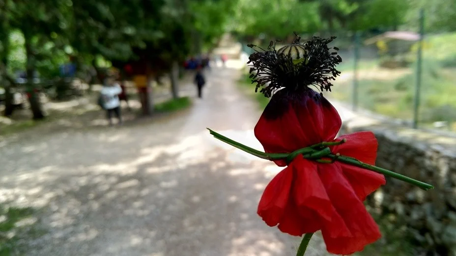 fiore