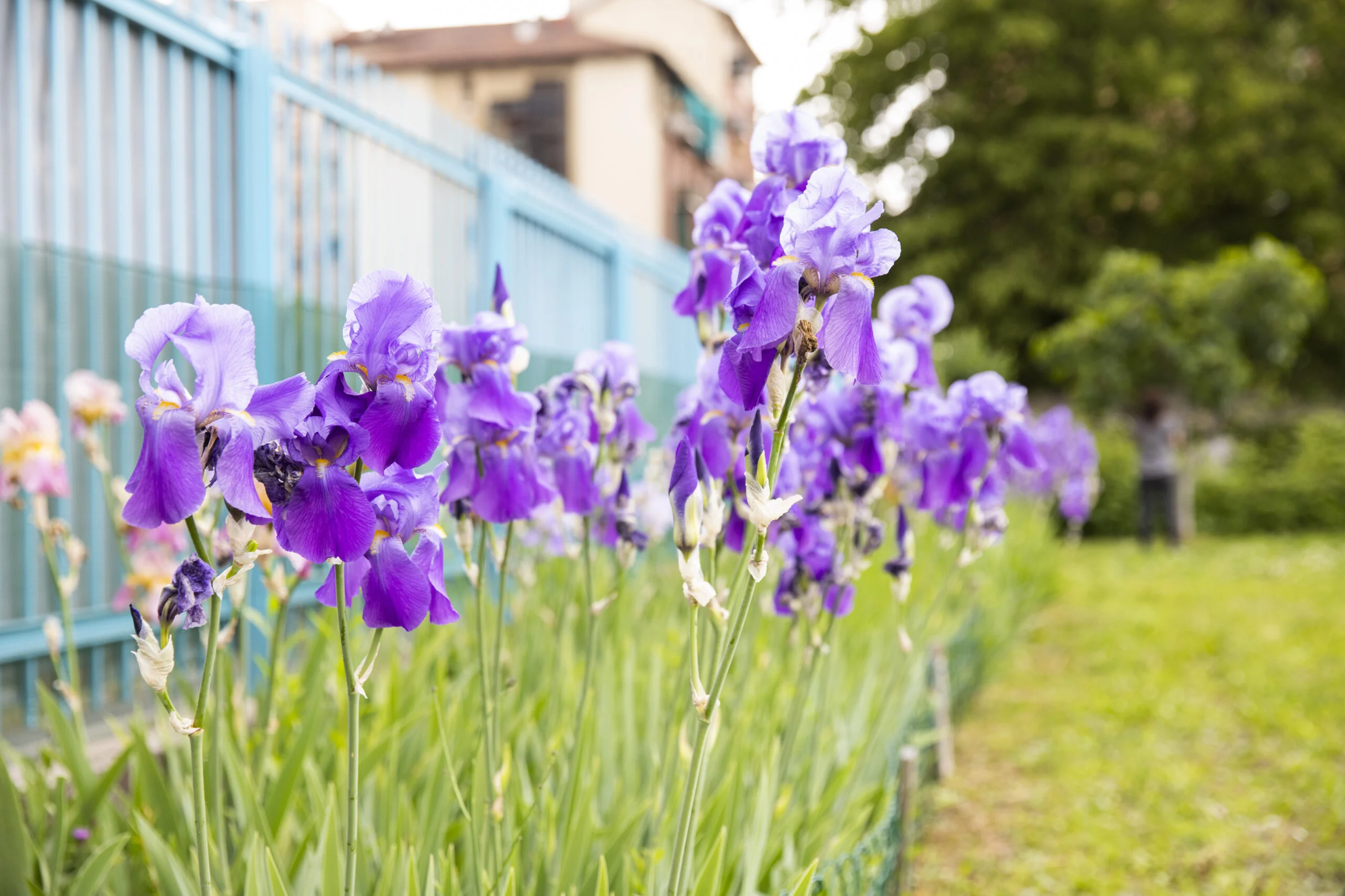 scia131 fiori