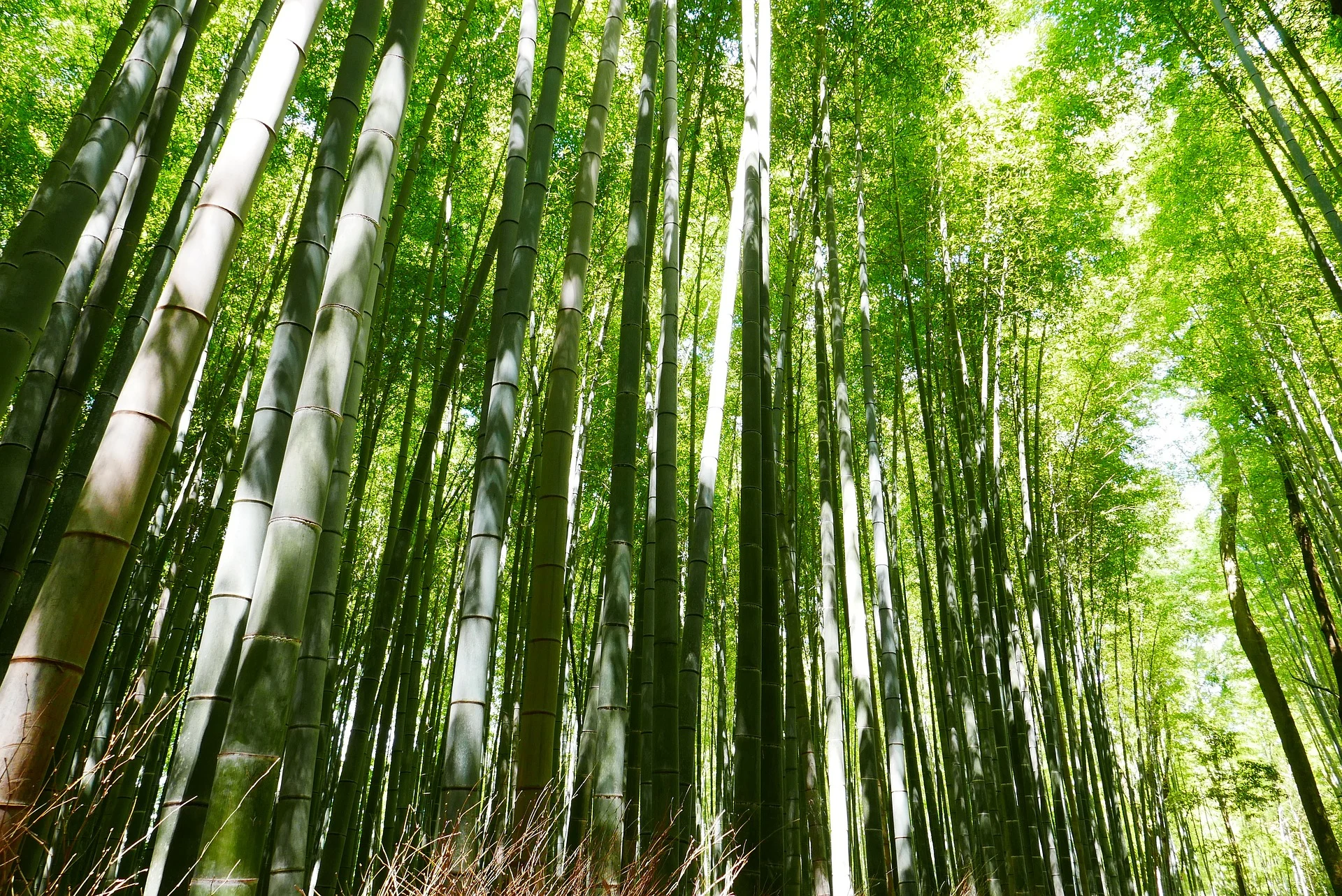 Foresta di bambù