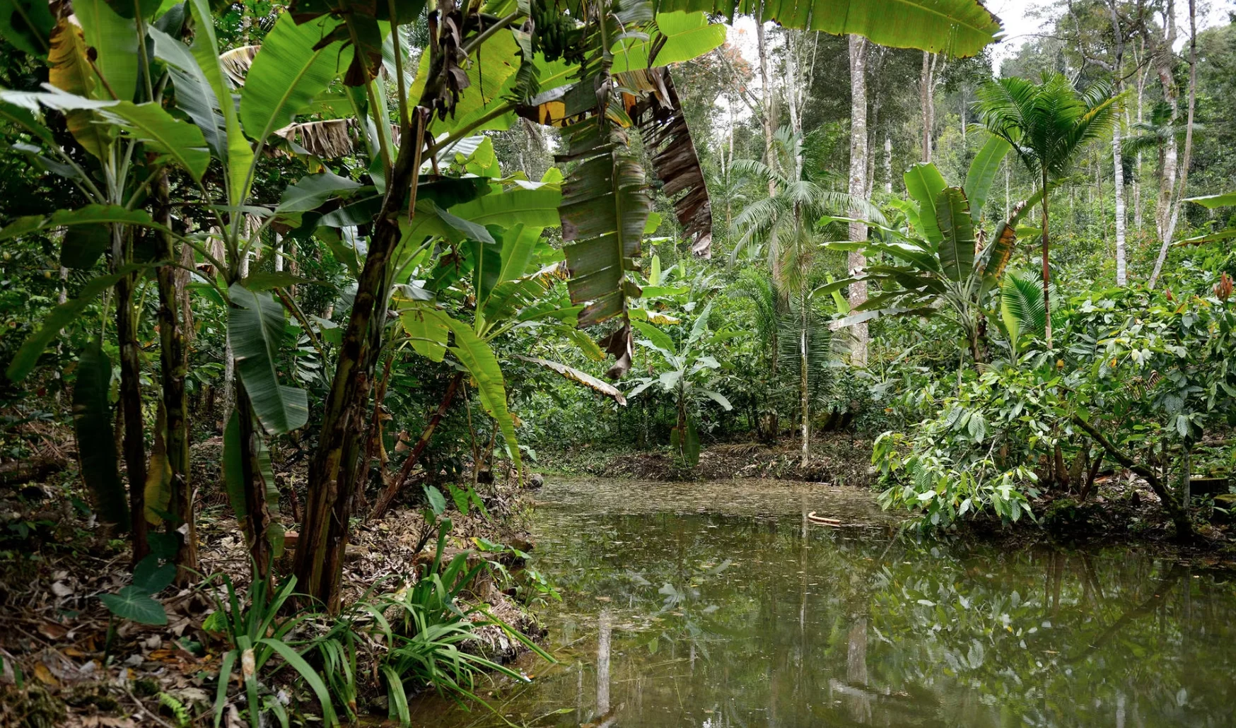 Zone umide e biodiversità