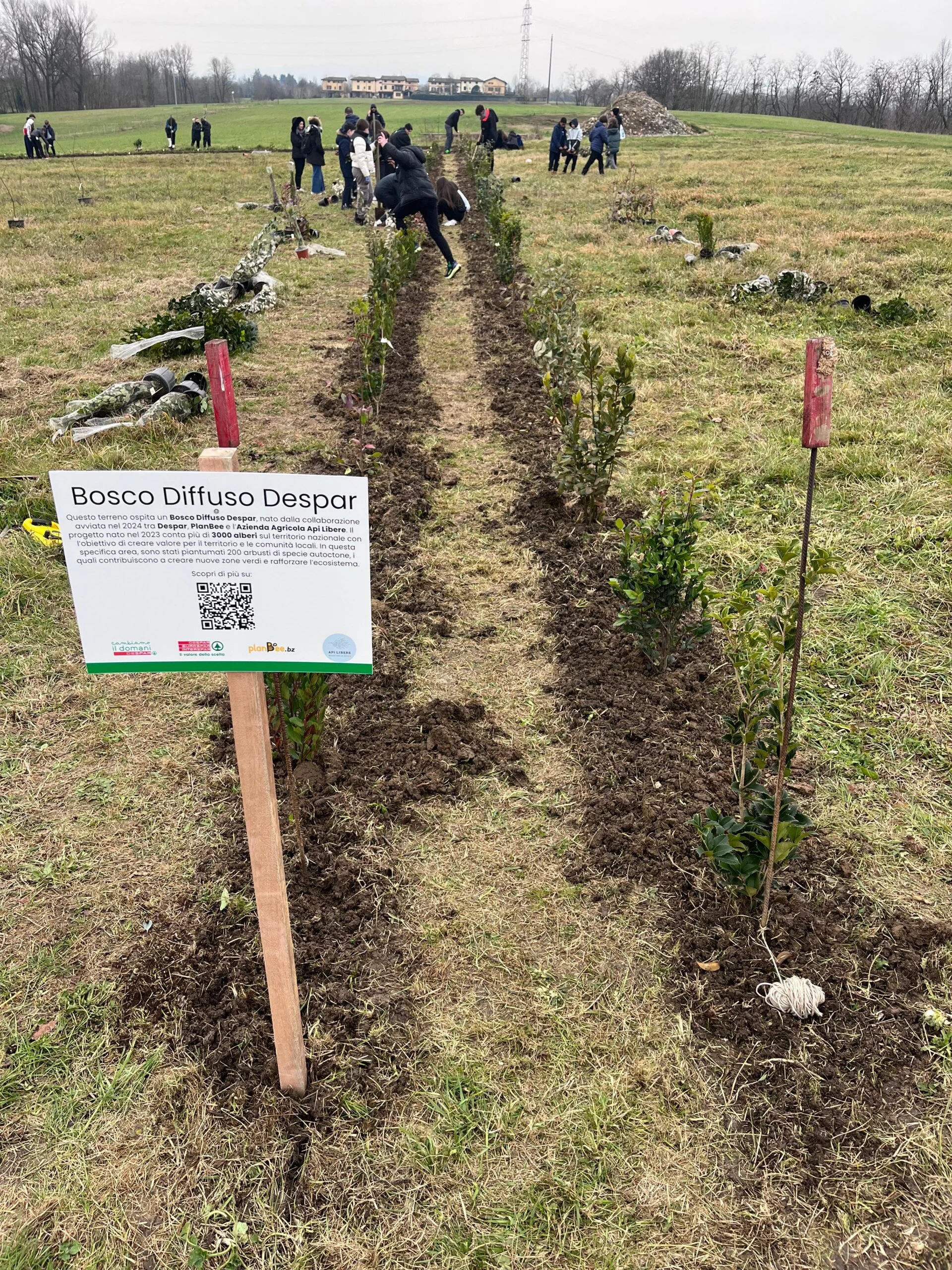Progetto forestazione reggio emilia Despar