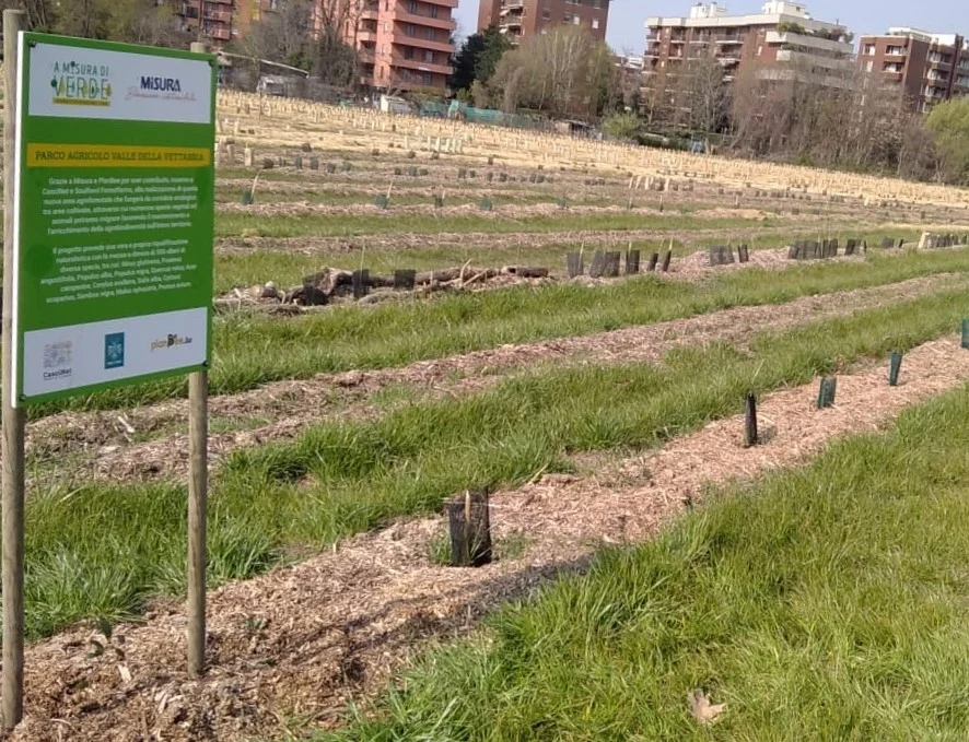 Conclusa la messa a dimora