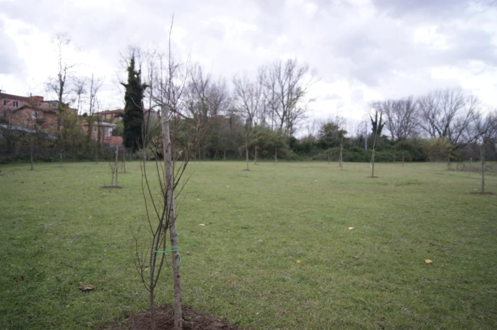 Piantumazione terminata