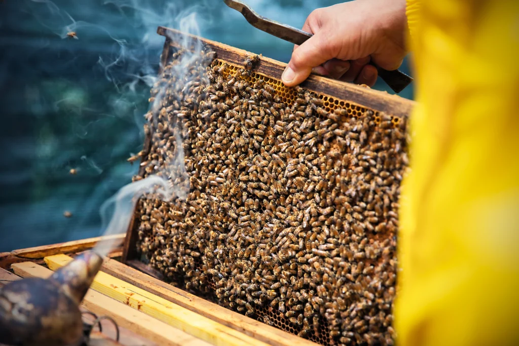 Un miele che racconta la biodiversit&agrave;