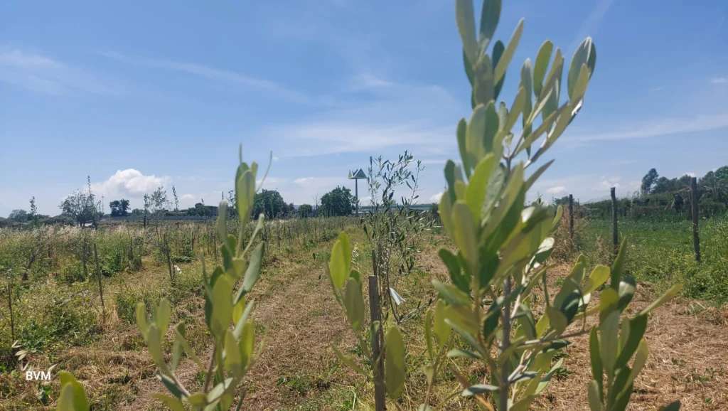 La natura comincia a germogliare!