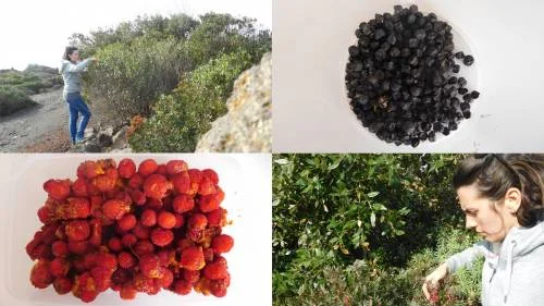 RACCOLTA E CONSERVAZIONE DEI SEMI