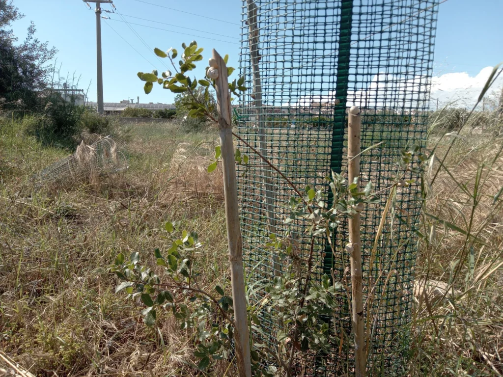 Le piante crescono