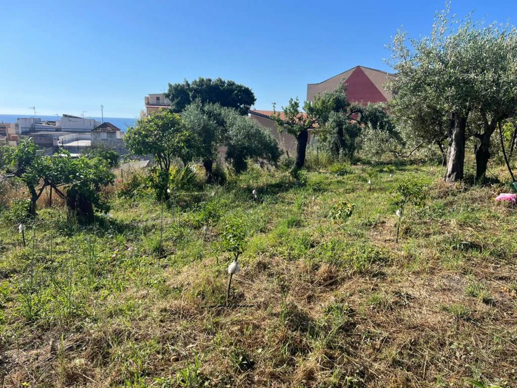 Le piante crescono