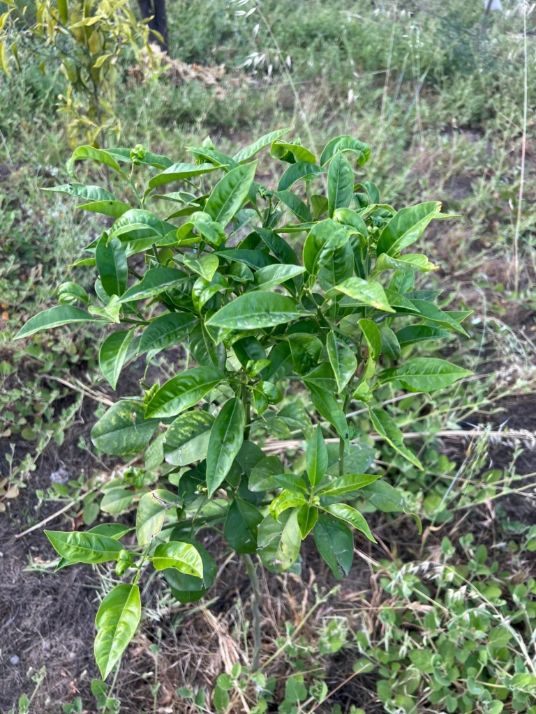Le piante crescono