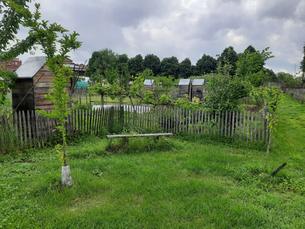 Le piante crescono