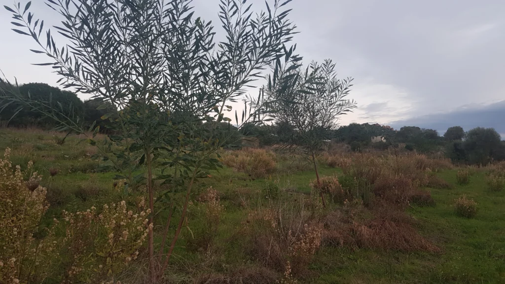 Le piante crescono