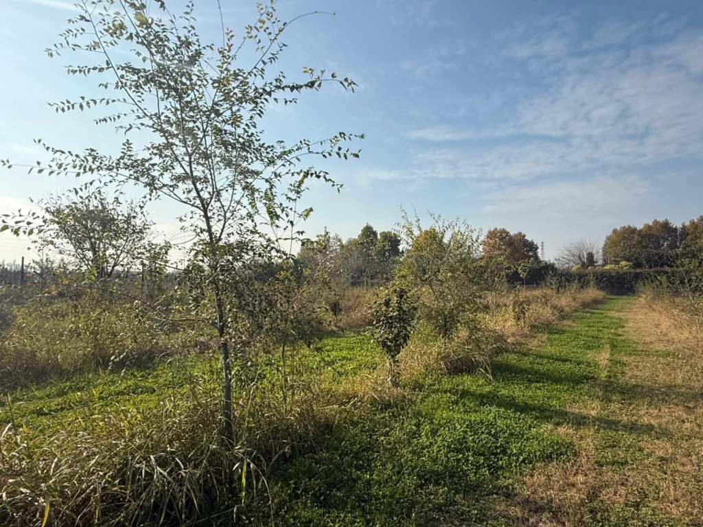 Le piante crescono