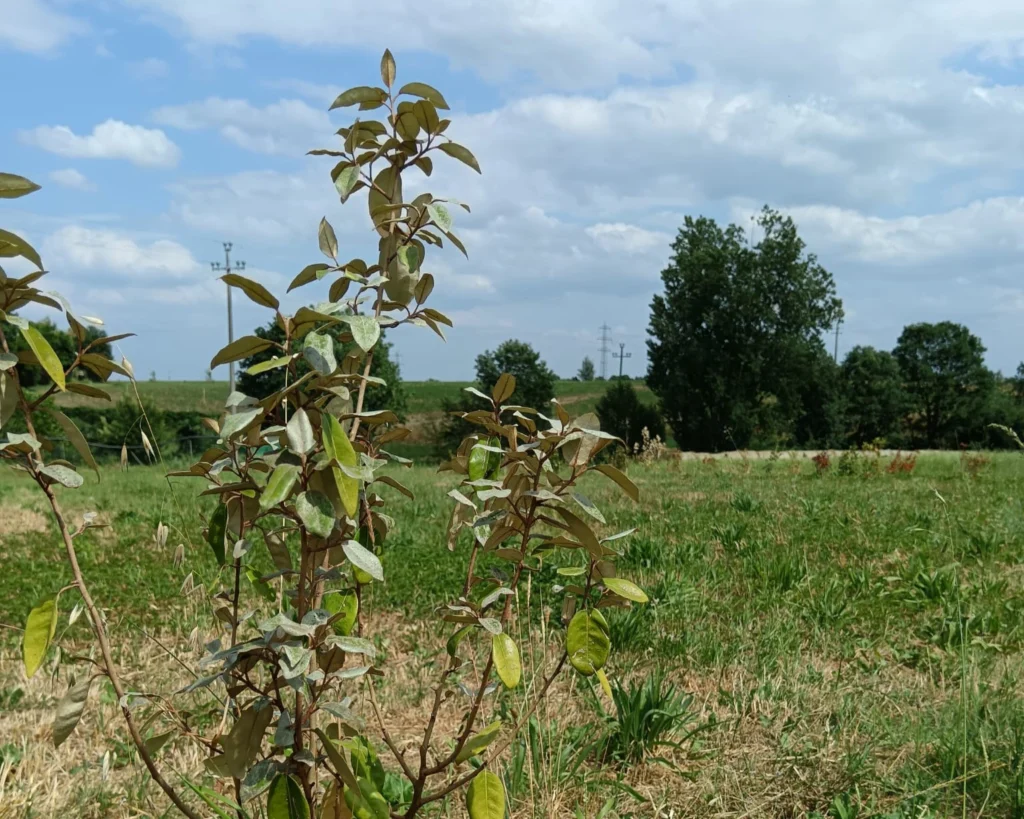 Le piante crescono