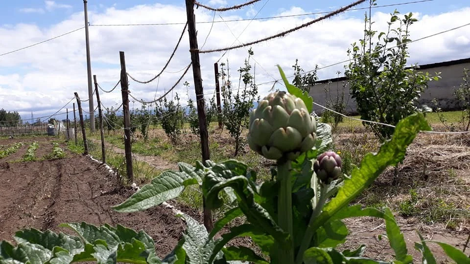 La primavera della Masseria Ferraioli