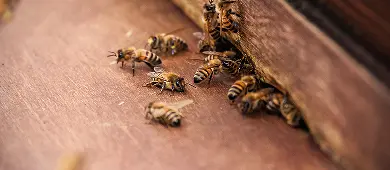Apicoltura e tutela della biodiversità