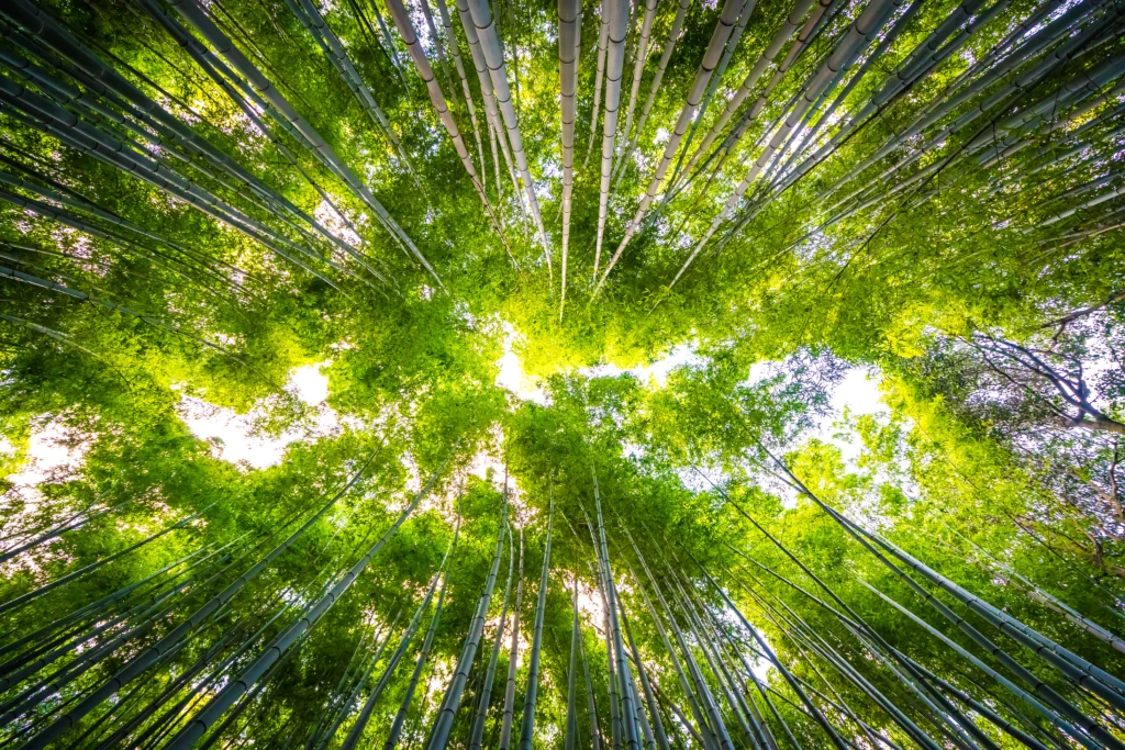 progetti ESG, foresta di alberi in giappone